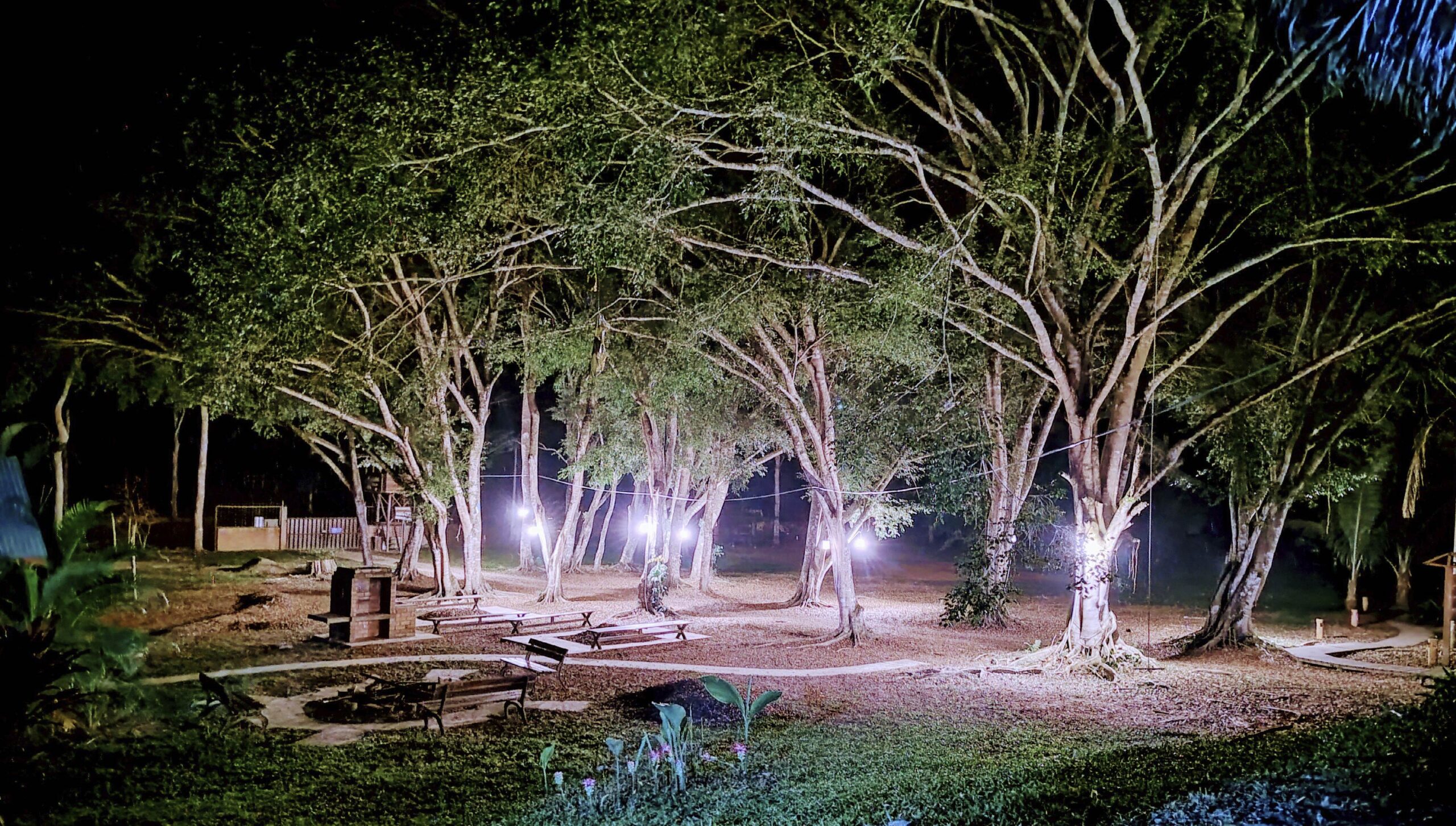 bosque-01